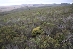 Drosanthemum quadratum