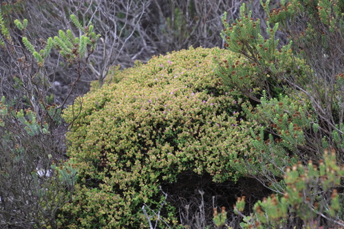 Image of Drosanthemum quadratum by (c) Tony Rebelo, some rights reserved (CC BY-SA)