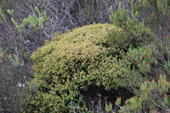 Drosanthemum quadratum