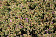Drosanthemum quadratum