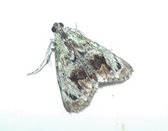 Enchesphora recurvalis