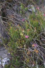 Bulbine filifolia