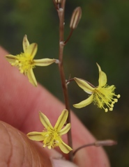Bulbine filifolia
