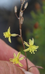 Bulbine filifolia