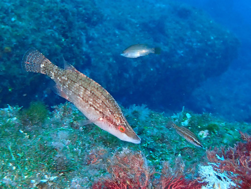 Pointed-snout Wrasse, photo 8 of 8