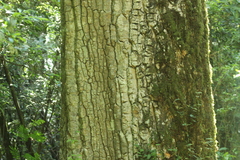Aspidosperma polyneuron