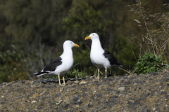 Larus dominicanus
