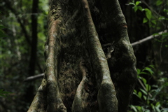 Plinia cauliflora