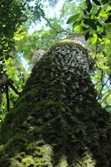 Aspidosperma polyneuron