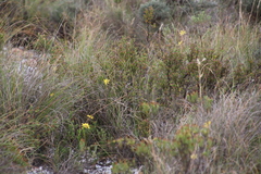 Bulbine filifolia