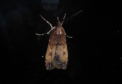 Eudonia asterisca