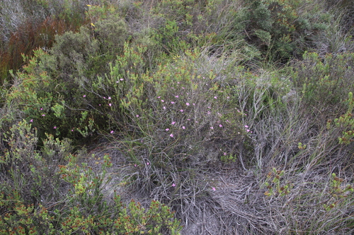 Image of Acmadenia macropetala by (c) Tony Rebelo, some rights reserved (CC BY-SA)