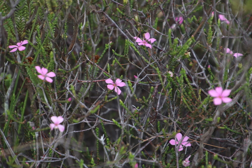Large-petal acmadenia (Acmadenia macropetala)