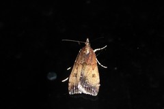 Eudonia asterisca