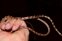 Imantodes gemmistratus