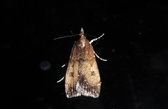 Eudonia asterisca