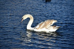 Cygnus olor