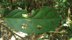 Calatola costaricensis