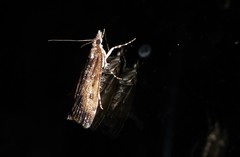 Eudonia asterisca