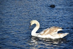 Cygnus olor
