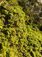 Rauiella scita