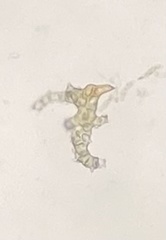 Rauiella scita