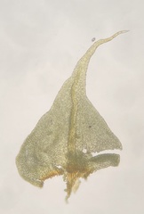 Rauiella scita