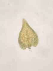 Rauiella scita