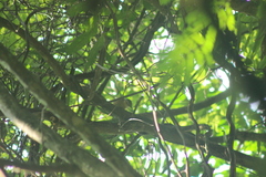 Anabacerthia lichtensteini