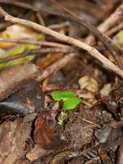 Corybas hypogaeus