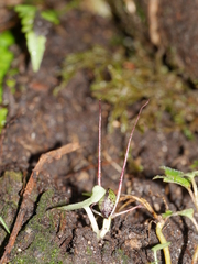 Corybas hypogaeus