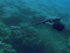 Pteroplatytrygon violacea