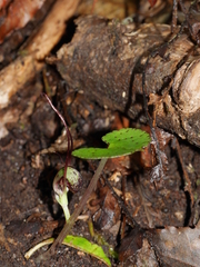 Corybas hypogaeus
