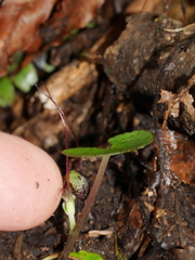Corybas hypogaeus