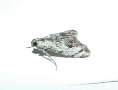 Enchesphora recurvalis