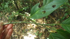 Calatola costaricensis