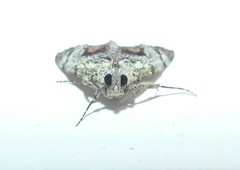 Enchesphora recurvalis