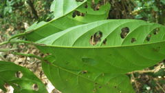 Calatola costaricensis
