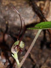 Corybas hypogaeus