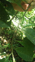 Calatola costaricensis