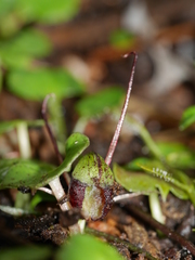 Corybas hypogaeus