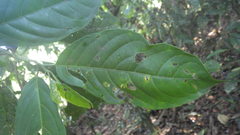 Calatola costaricensis