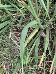 Digitaria eriantha
