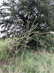 Digitaria eriantha