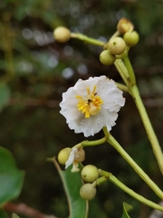 Miconia oerstediana