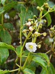 Miconia oerstediana