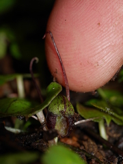 Corybas hypogaeus