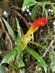 Columnea lepidocaula
