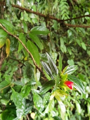 Columnea lepidocaula