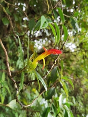 Columnea lepidocaula
